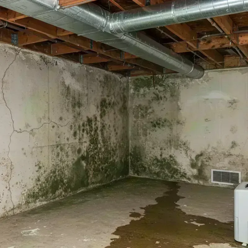 Professional Mold Removal in Germantown Hills, IL